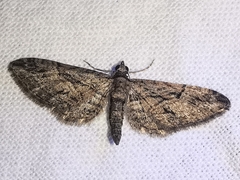 Eupithecia oxycedrata