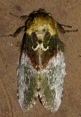 Disphragis