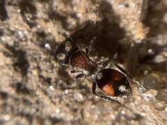 Vianatilla nummularis