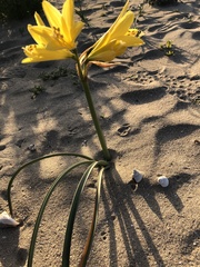 Zephyranthes bagnoldii