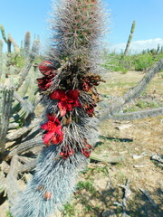 Lophocereus gatesii