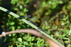 Argia fumipennis