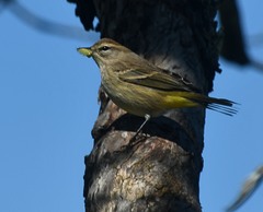 Setophaga palmarum palmarum