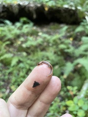 Desmognathus ochrophaeus