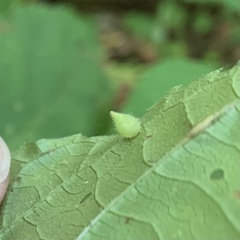 Dasineura collinsoniae