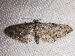 Eupithecia semigraphata