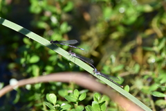 Argia fumipennis