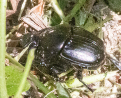 Phanaeus triangularis