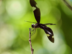 Rhyothemis princeps
