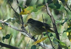 Setophaga palmarum palmarum