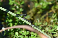 Argia fumipennis