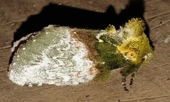 Disphragis