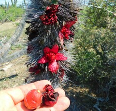 Lophocereus gatesii