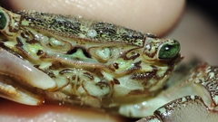 Pachygrapsus marmoratus