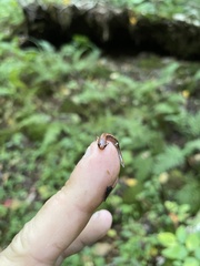Desmognathus ochrophaeus