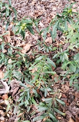 Hypericum prolificum