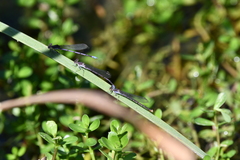 Argia fumipennis