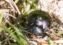 Phanaeus triangularis