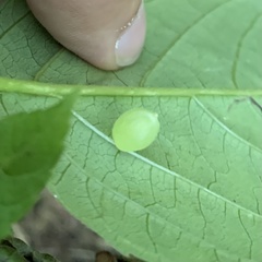 Dasineura collinsoniae