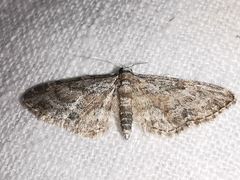 Eupithecia semigraphata