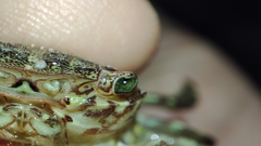 Pachygrapsus marmoratus