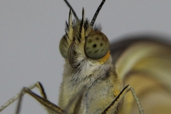 Ascia monuste orseis