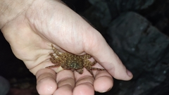 Pachygrapsus marmoratus