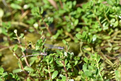 Argia fumipennis