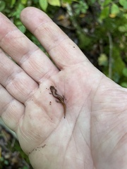 Desmognathus ochrophaeus