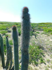 Lophocereus gatesii