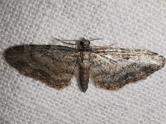 Eupithecia semigraphata