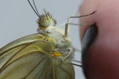 Ascia monuste orseis