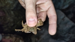 Pachygrapsus marmoratus