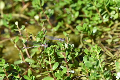 Argia fumipennis