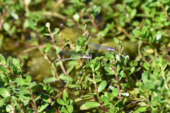 Argia fumipennis