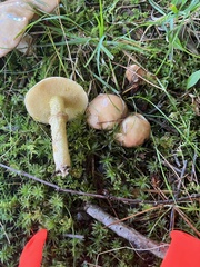 Suillus acidus