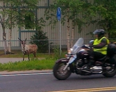 Rangifer tarandus domesticus