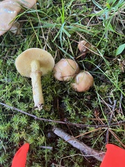 Suillus acidus