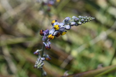 Monnina linearifolia