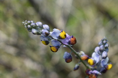 Monnina linearifolia