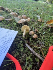 Suillus acidus