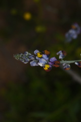 Monnina linearifolia