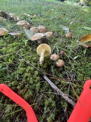 Suillus acidus