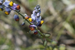 Monnina linearifolia