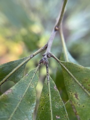 Quercus boyntonii