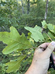 Quercus boyntonii