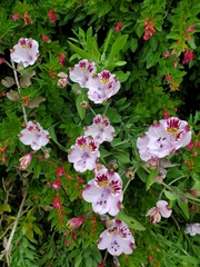 Alstroemeria pulchra