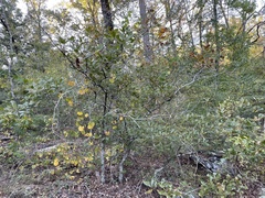 Quercus boyntonii