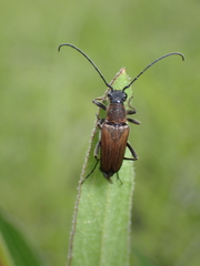 Lepturini