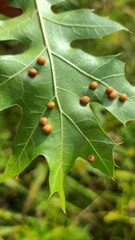 Polystepha globosa